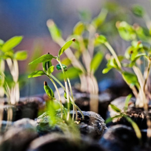 Во Владимирской области продавали вымышленные сорта яблонь и груш