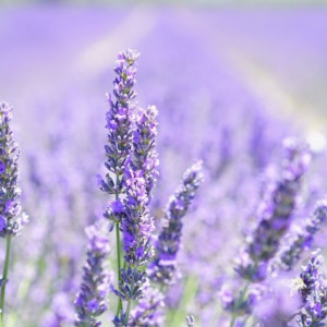 Сысоев день: что можно и чего нельзя делать 19 июля