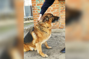 Во Владимире полицейские объявили поиск хозяина для служебной собаки