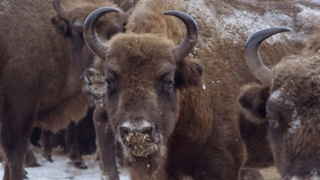 Во Владимирском заказнике к кормушке вышел легендарный зубр-старожил 