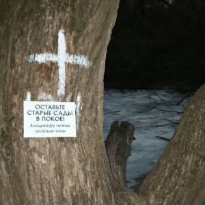 Активисты отметили белыми крестами деревья в парке у ДТЮ во Владимире