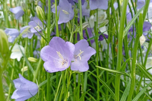 Прогноз погоды во Владимире и области на 21 августа