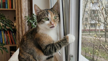 В Коврове спасли застрявшего в оконной раме кота