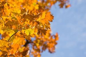 Прогноз погоды во Владимире и области на 1 октября