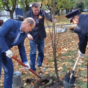 В Зерновском сквере Владимира высадили именные липы