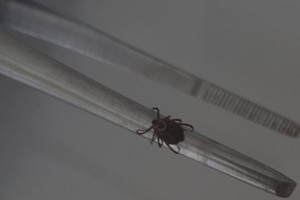 С людей во Владимирской области сняли 16 зараженных вирусами клещей