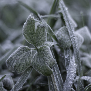 Дойдет ли арктическое вторжение до Владимира?