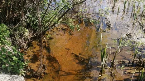 Причиной массовой гибели рыбы под Киржачом стали неочищенные сточные воды и нефтепродукты