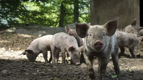 В Ковровской районе подтвердили новый очаг африканской чумы свиней