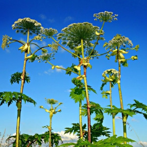 Во Владимирской области уничтожат 500 га растущего вдоль дорог борщевика 