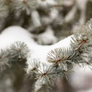 Прогноз погоды во Владимире и области на 19 декабря