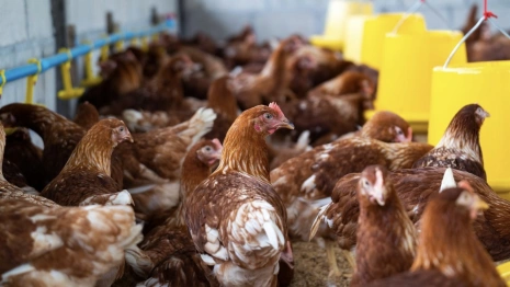 В Гусь-Хрустальном ввели карантин из-за азиатской чумы птиц