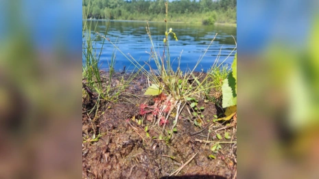 Во Владимирской области зацвели росянки
