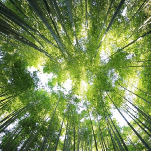 В Коврове спасатели нашли потерявшуюся в лесу 3-летнюю девочку