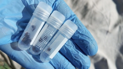 С жителей Владимирской области сняли 11 зараженных вирусами клещей