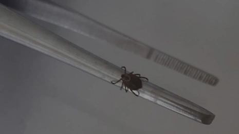 С жителей Владимирской области сняли 8 зараженных болезнью Лайма клещей