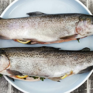 Во Владимирской области нашли 21 опасную пробу рыбы