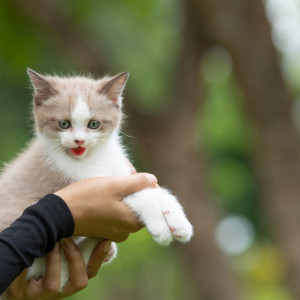 Во Владимире объявили карантин из-за укуса котенка с бешенством
