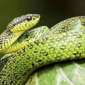 Во Владимире выставка экзотических животных в «Мегаторге» работала с массой нарушений