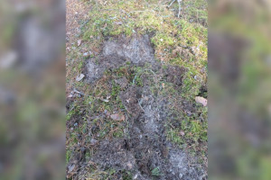 В Вязниковском районе нашли волчью метку