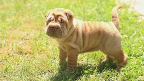 Во Владимирской области собачникам напомнили о штрафах за фекалии на газоне