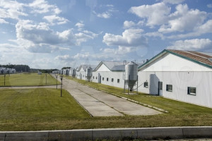 Во Владимире бывший свинокомплекс продали за 106 млн рублей