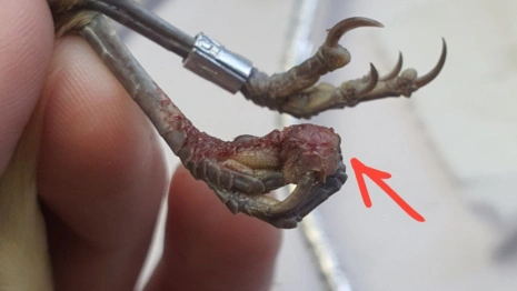 Во Владимирской области зафиксировали массовую оспу птиц