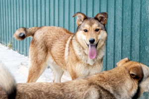 Собака с почти оторванной головой из Владимира выздоровела спустя пару месяцев