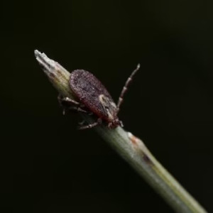 Во Владимирской области от укусов клещей пострадал 2831 человек