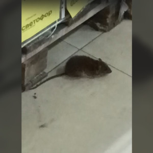 Покупатели обнаружили крыс в одном из популярных супермаркетов Владимирской области