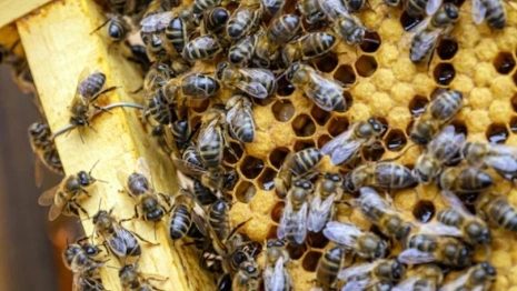 Во Владимирской области у пчел выявили опасное заболевание