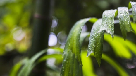 Июнь во Владимирской области начнется с дождей