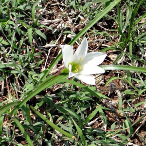 Июнь во Владимирской области завершится похолоданием