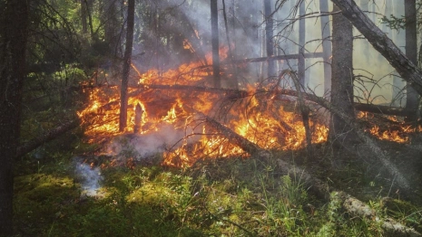 Во Владимирской области назвали районы с наивысшим классом пожарной опасности
