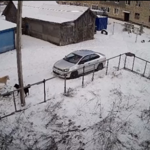 Жители Карабаново испугались агрессивных бездомных собак