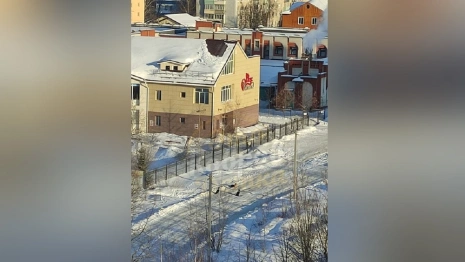 Жители Коврова рассказали о бросающихся на людей и машины собаках