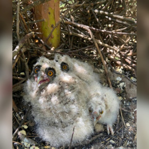 В Ковровском районе сняли птенцов ушастой совы