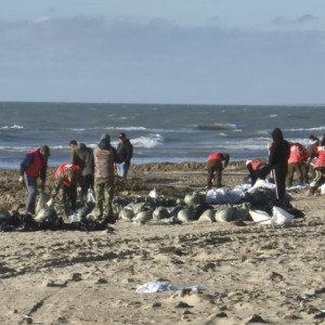 Волонтеры из Владимирской области отправятся расчищать Чёрное море 20 февраля