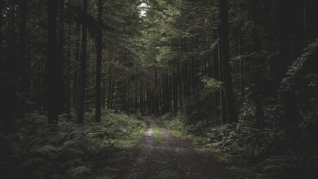 Во Владимирской области пропал 62-летний мужчина в камуфляжном дождевике