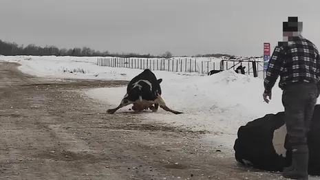 Массовое падение коров на льду во Владимирской области сняли на видео