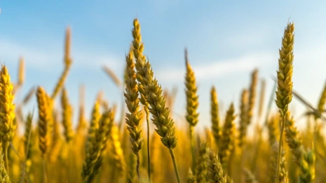 Владимирская область откатилась к 90-м годам по объемам производства мяса и зерна