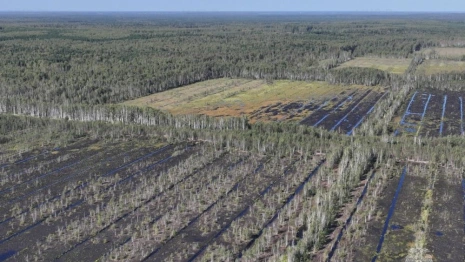 Во Владимирской области трижды за год горели торфяники