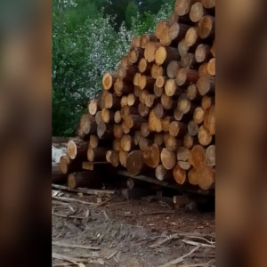 Жители деревни во Владимирской области пожаловались на пилораму рядом с домом