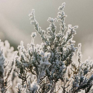 Владимирцев предупредили о возможных заморозках в октябре