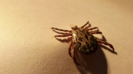 Во Владимирской области клещей сняли с 12 детей и 16 взрослых 