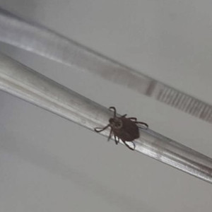 Клещи укусили 28 взрослых и 21 ребенка во Владимирской области за неделю