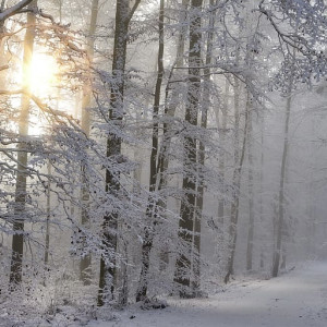 Прогноз погоды во Владимирской области на 7 декабря