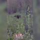 В Петушинском районе сняли на видео обед пары лосей