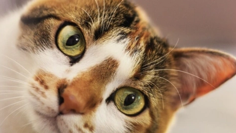 Народные приметы на 24 февраля: что можно и нельзя делать во Власьев день