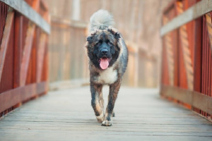 В Гусь-Хрустальном районе кавказская овчарка набросилась на 83-летнюю пенсионерку